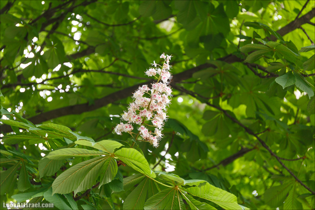 Цветы | LookAtIsrael.com - Фото путешествия по Израилю