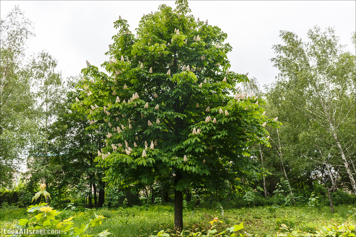 Цветы | LookAtIsrael.com - Фото путешествия по Израилю
