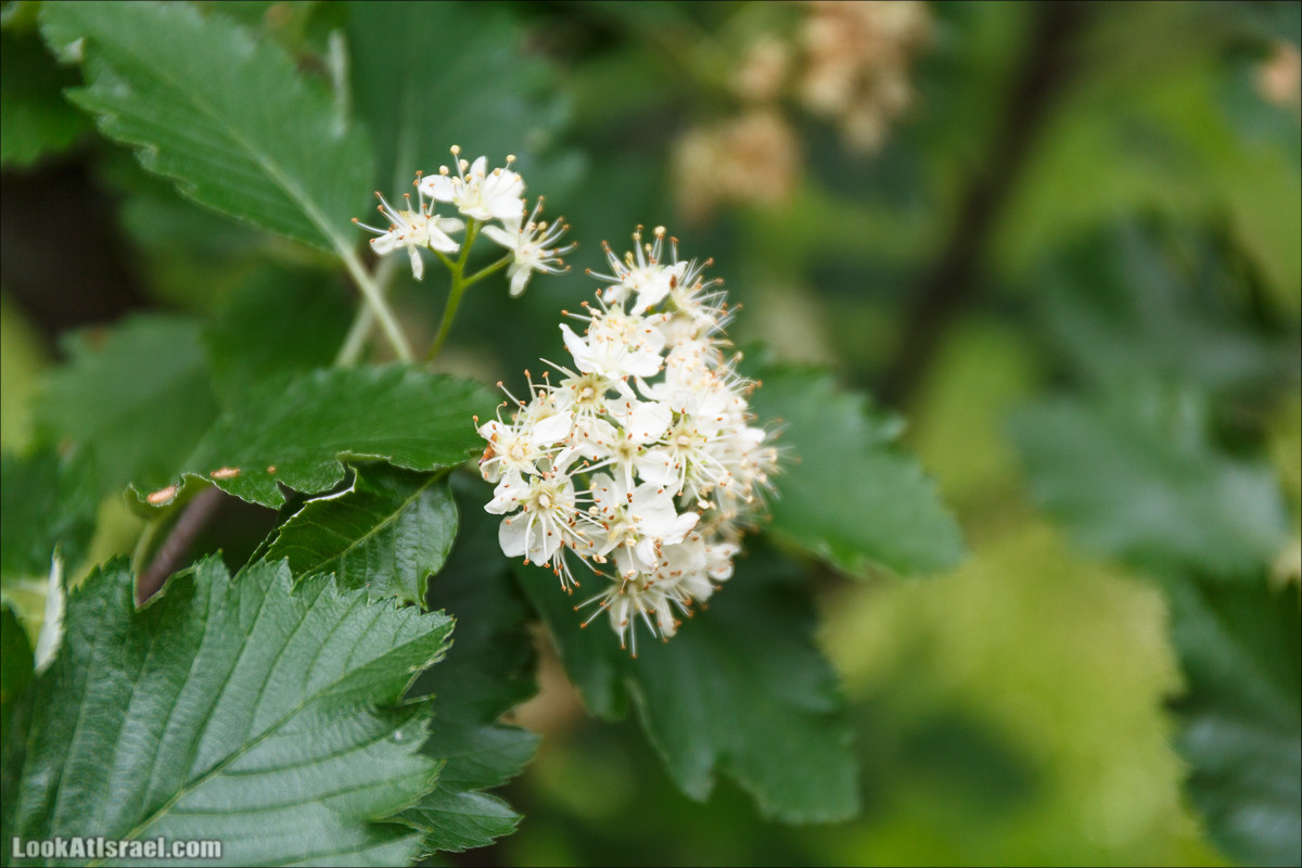 Цветы | LookAtIsrael.com - Фото путешествия по Израилю
