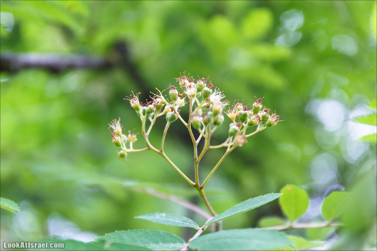 Цветы | LookAtIsrael.com - Фото путешествия по Израилю