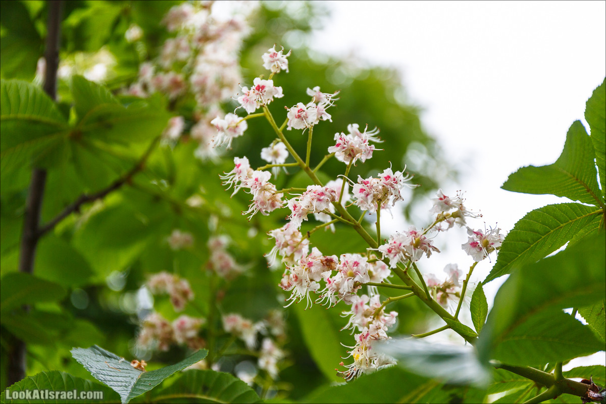 Цветы | LookAtIsrael.com - Фото путешествия по Израилю