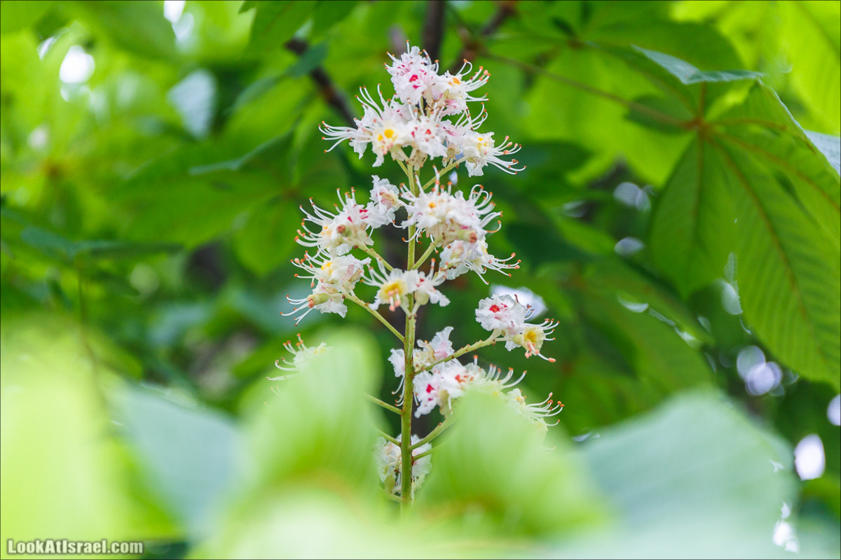 Цветы | LookAtIsrael.com - Фото путешествия по Израилю