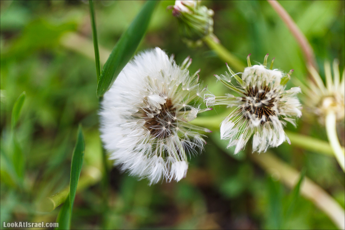 Цветы | LookAtIsrael.com - Фото путешествия по Израилю