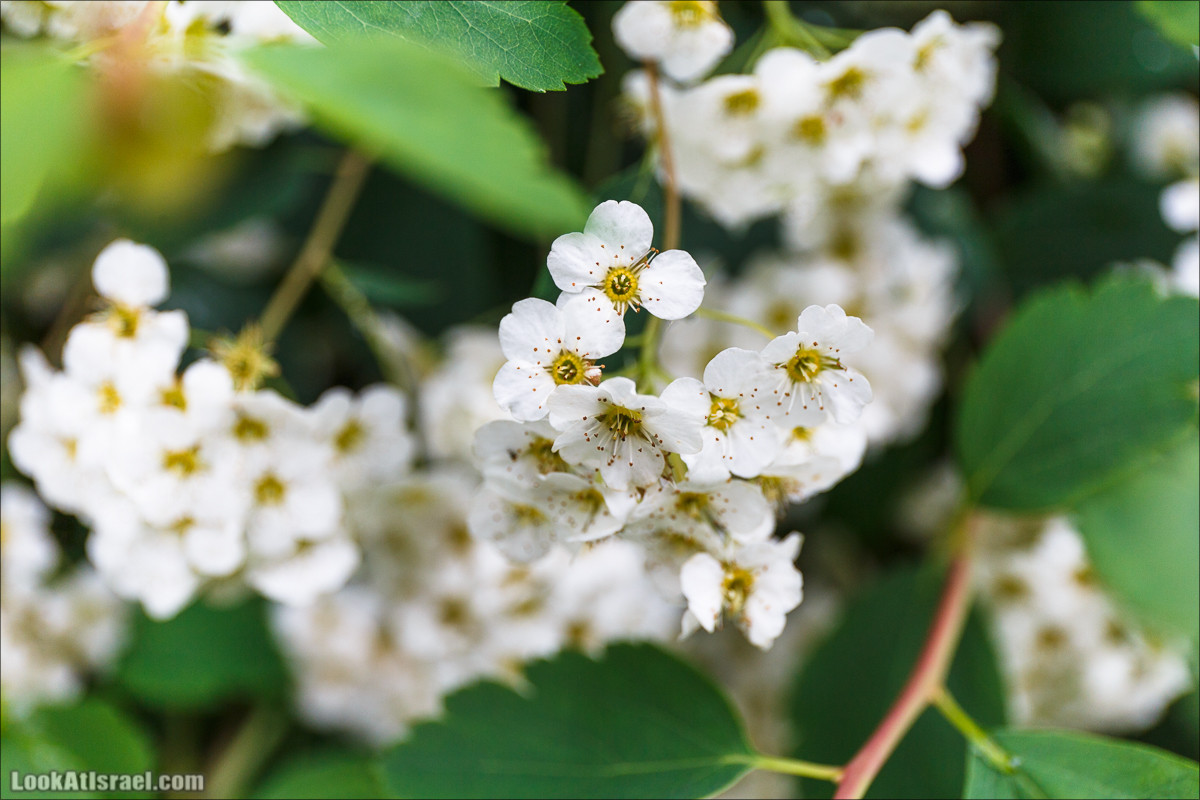 Цветы | LookAtIsrael.com - Фото путешествия по Израилю