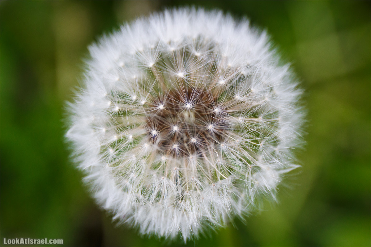 Цветы | LookAtIsrael.com - Фото путешествия по Израилю