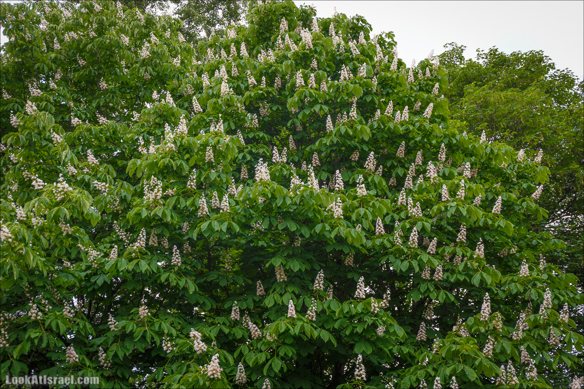 Цветы | LookAtIsrael.com - Фото путешествия по Израилю