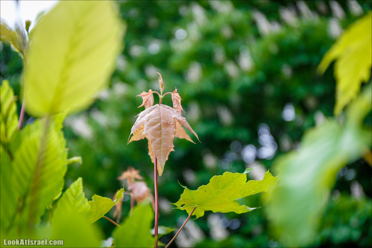 Цветы | LookAtIsrael.com - Фото путешествия по Израилю