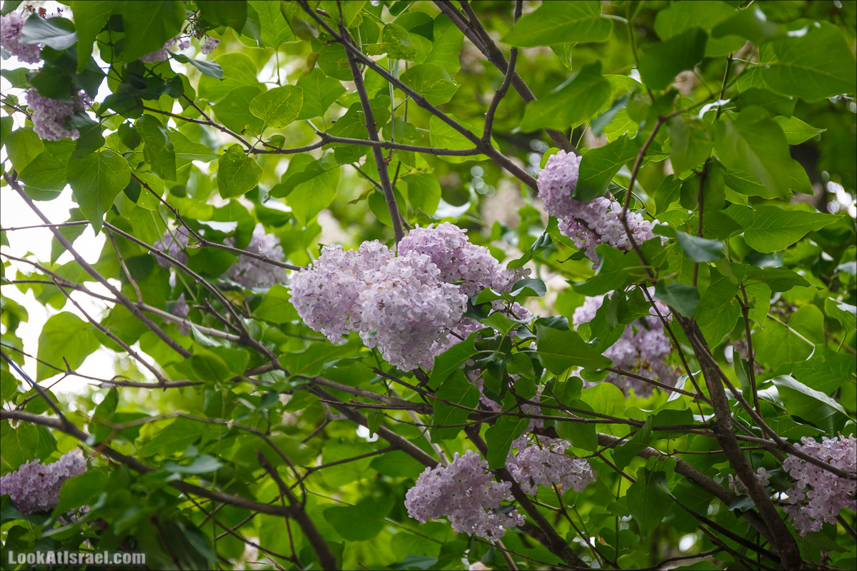 Цветы | LookAtIsrael.com - Фото путешествия по Израилю