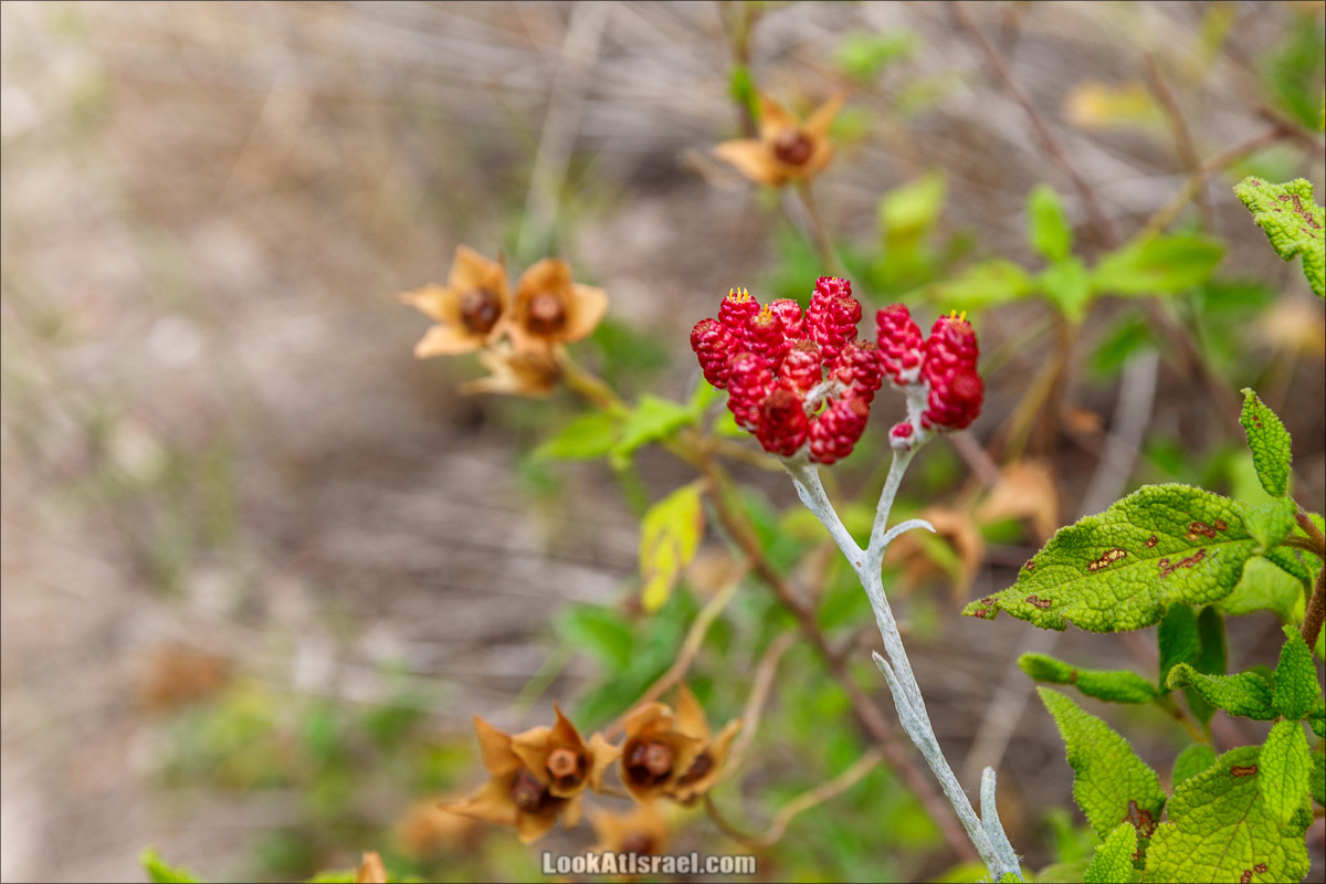 Цветы | LookAtIsrael.com - Фото путешествия по Израилю