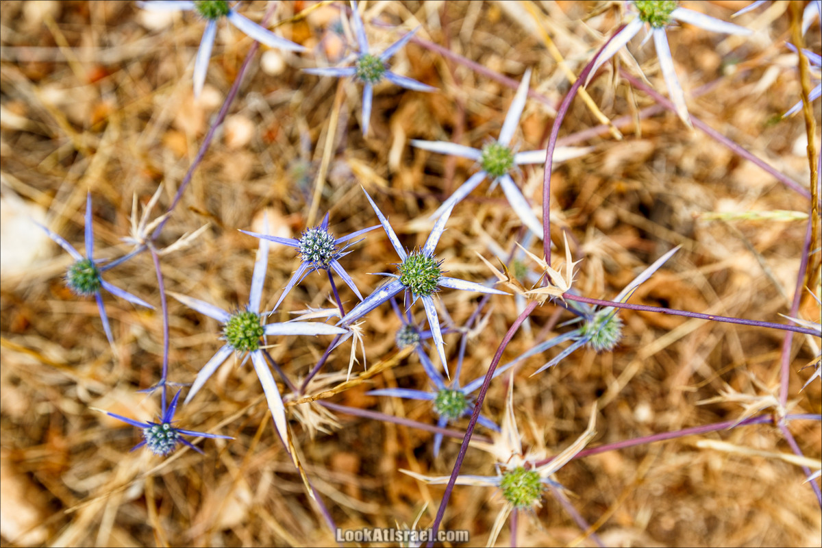 Цветы | LookAtIsrael.com - Фото путешествия по Израилю