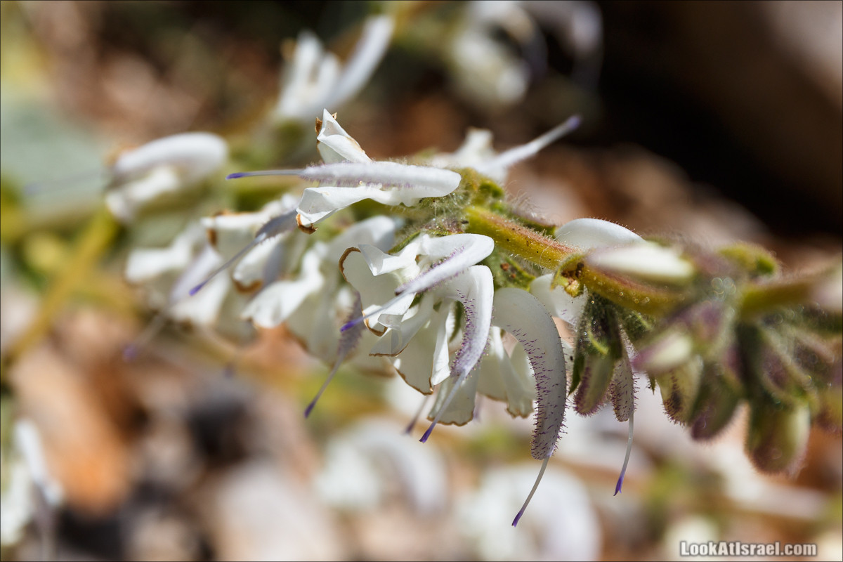 Цветы | LookAtIsrael.com - Фото путешествия по Израилю