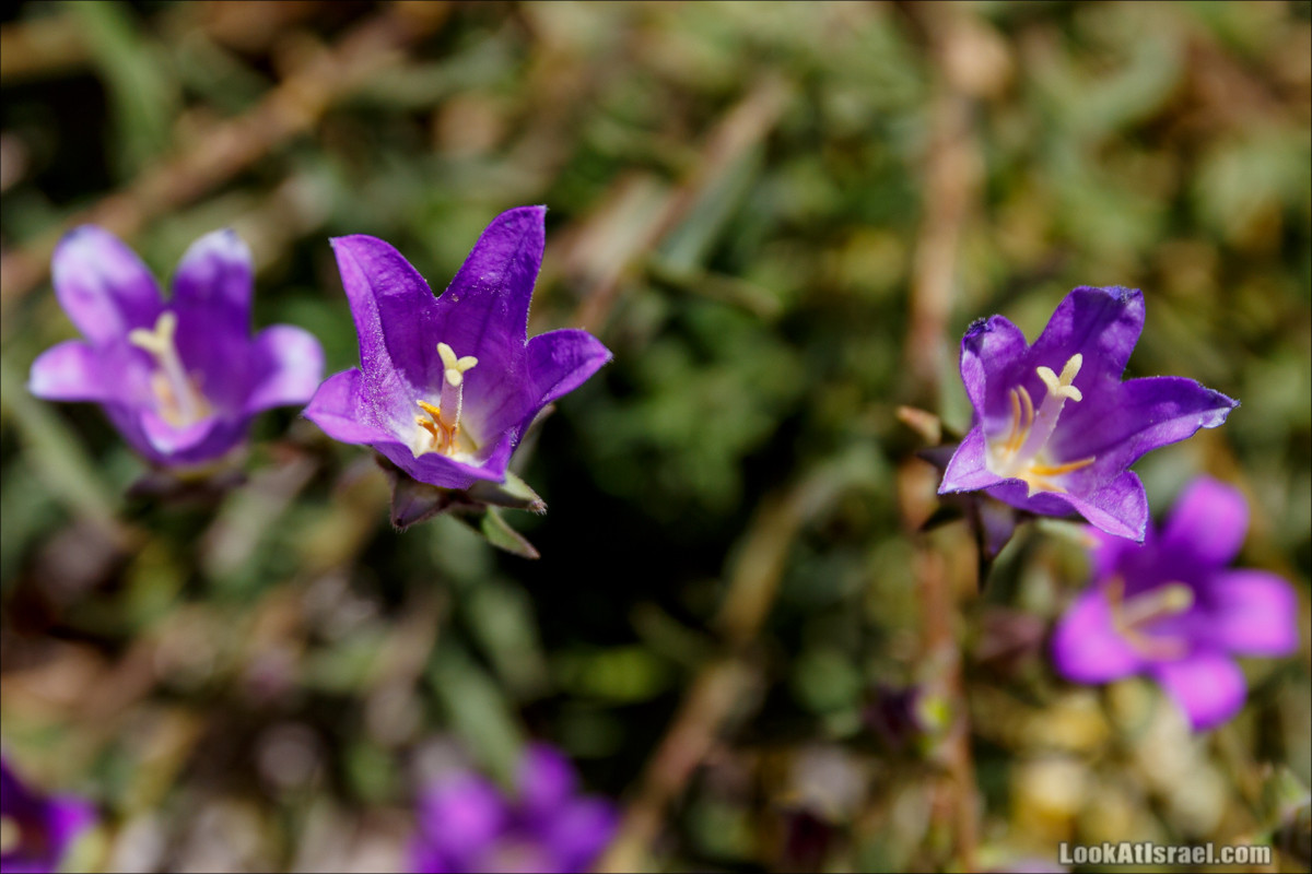 Цветы | LookAtIsrael.com - Фото путешествия по Израилю
