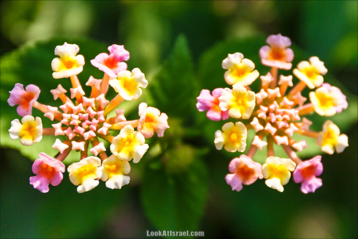 Цветы | LookAtIsrael.com - Фото путешествия по Израилю
