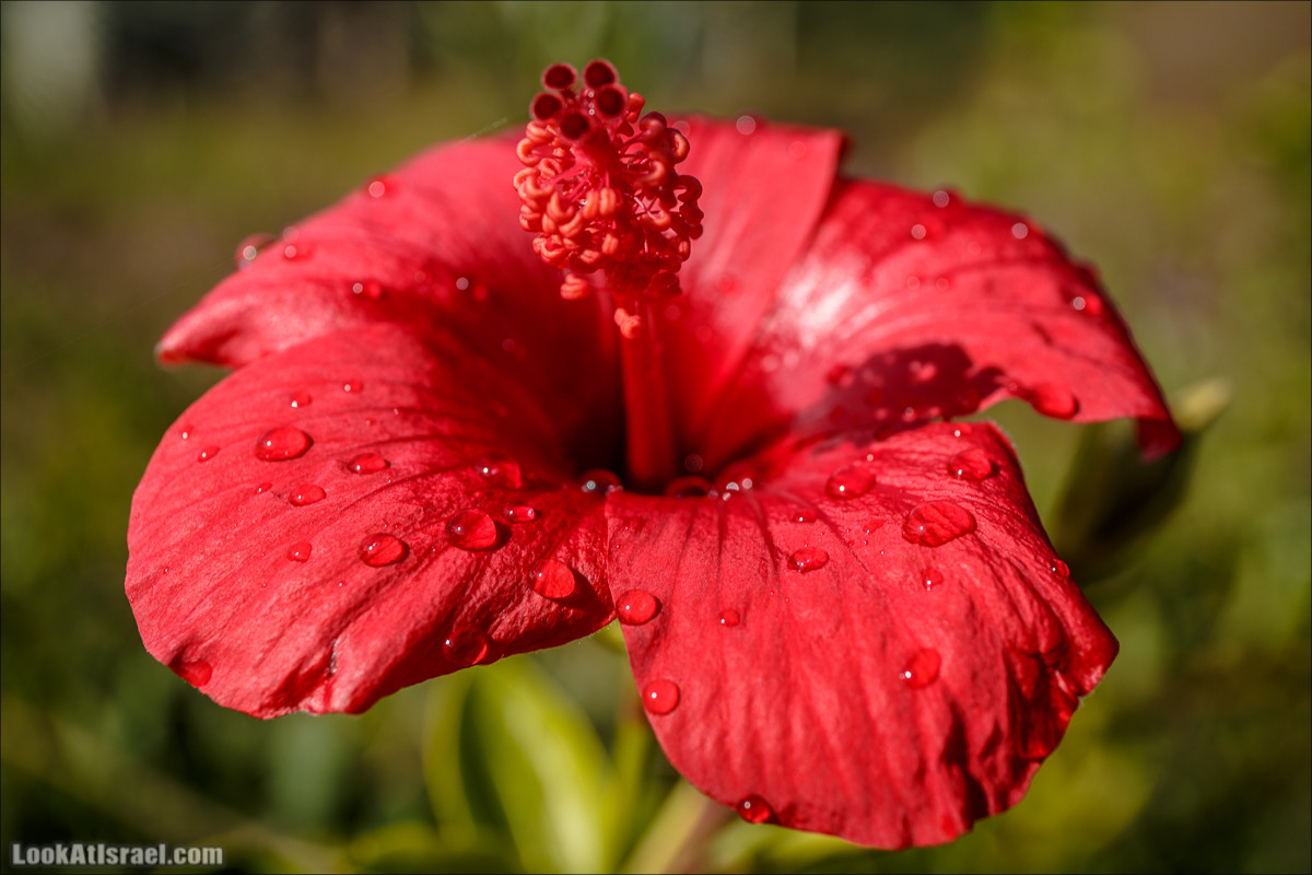 Цветы | LookAtIsrael.com - Фото путешествия по Израилю
