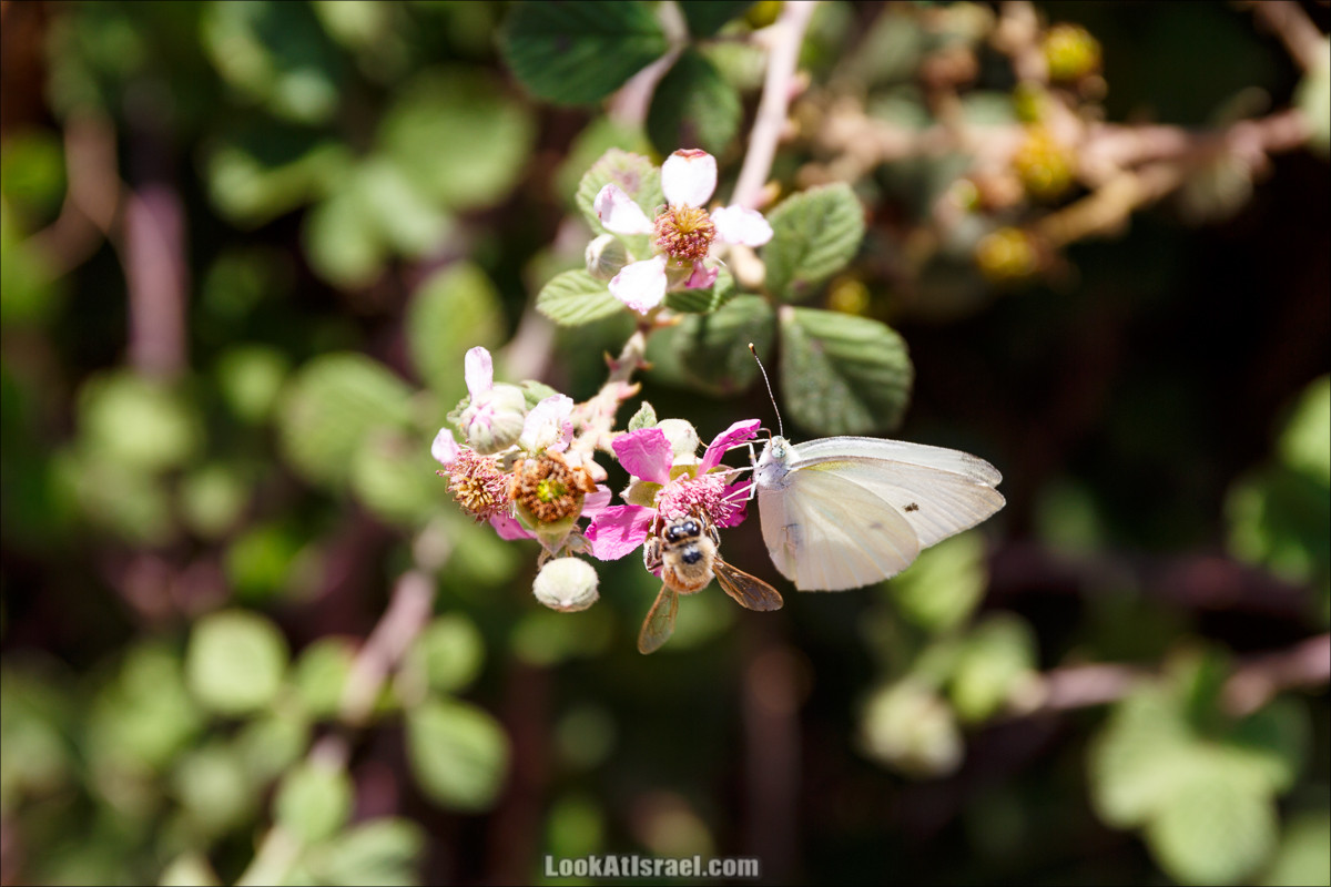 Цветы | LookAtIsrael.com - Фото путешествия по Израилю