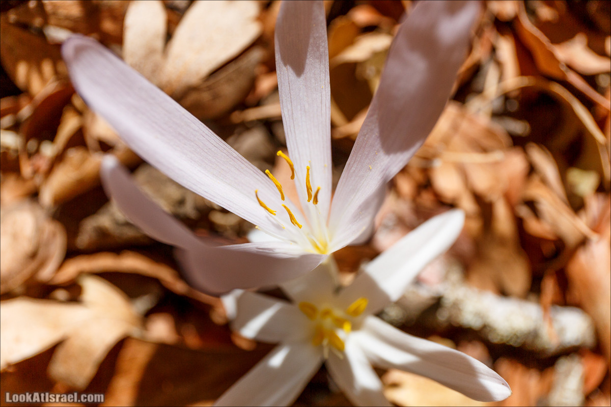 Цветы | LookAtIsrael.com - Фото путешествия по Израилю