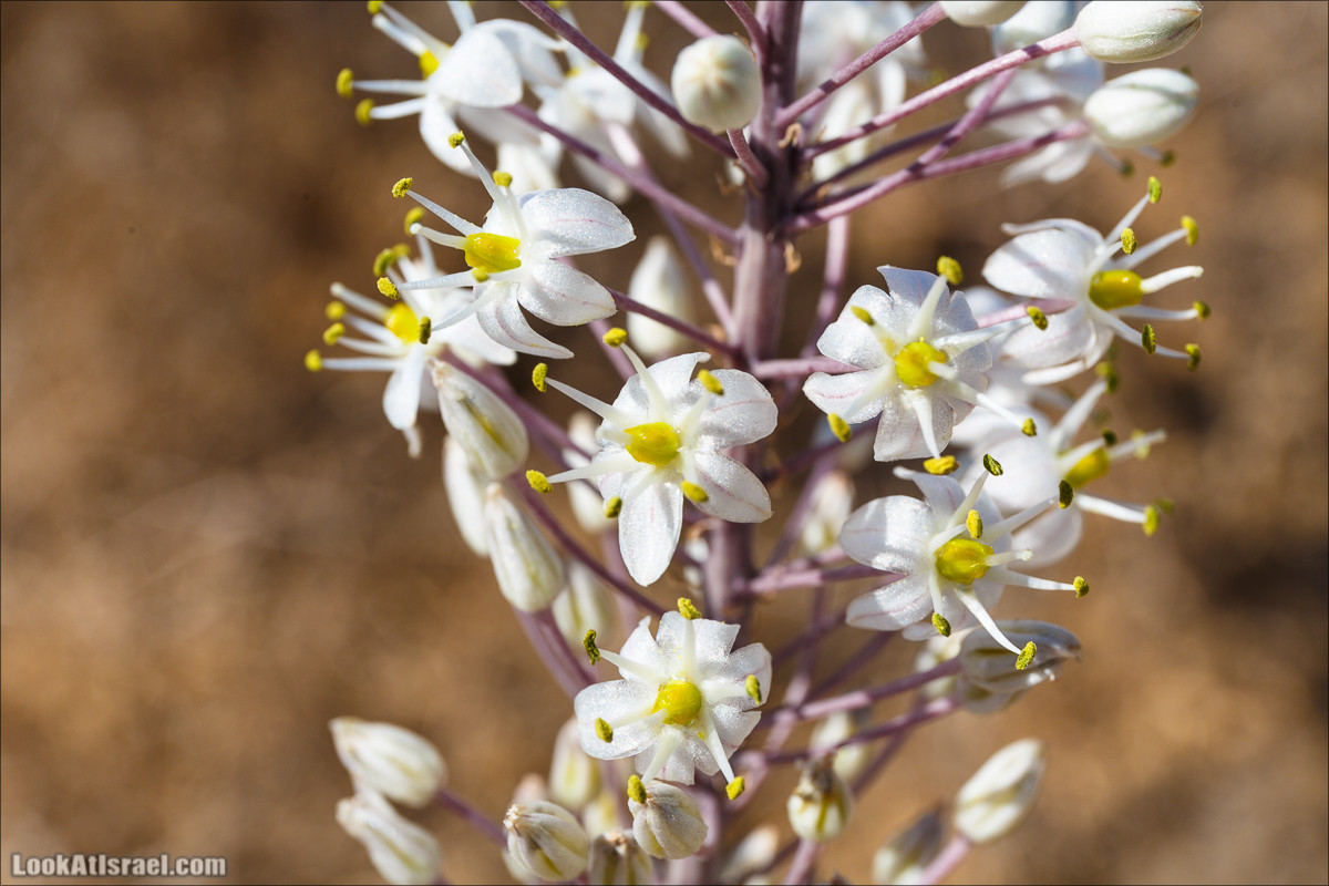 Цветы | LookAtIsrael.com - Фото путешествия по Израилю