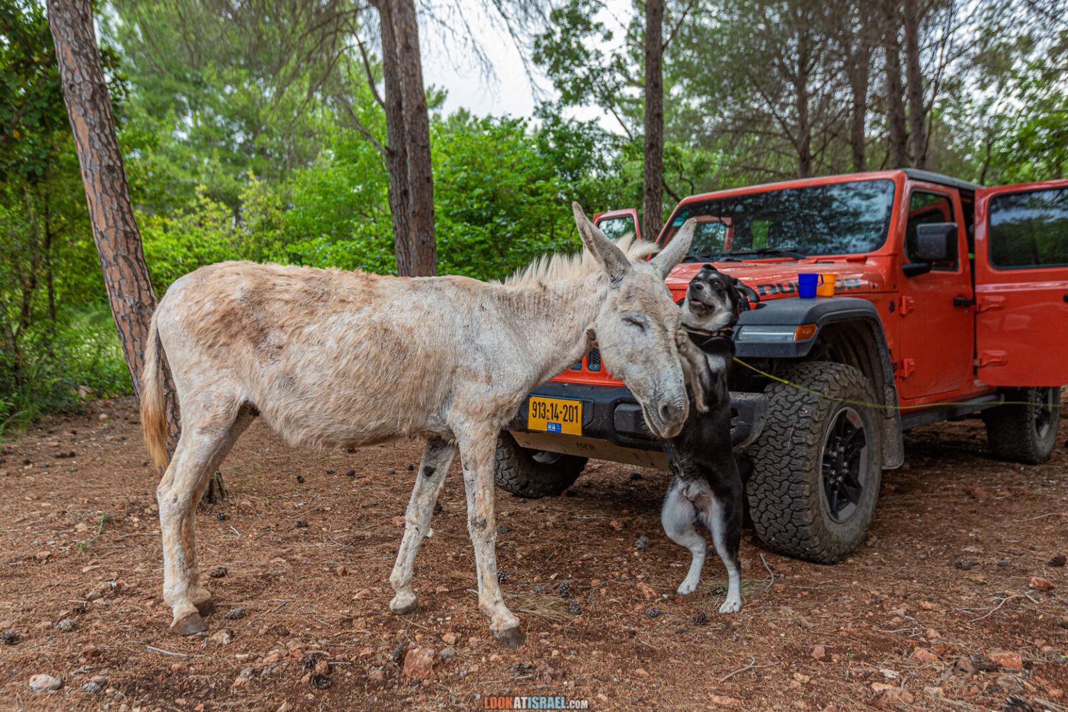 Путешествие по Галилее. Гора Гамаль (верблюд), Гора Бетах, голубиная пещера, Таршиха и кемпинг в парке Горен