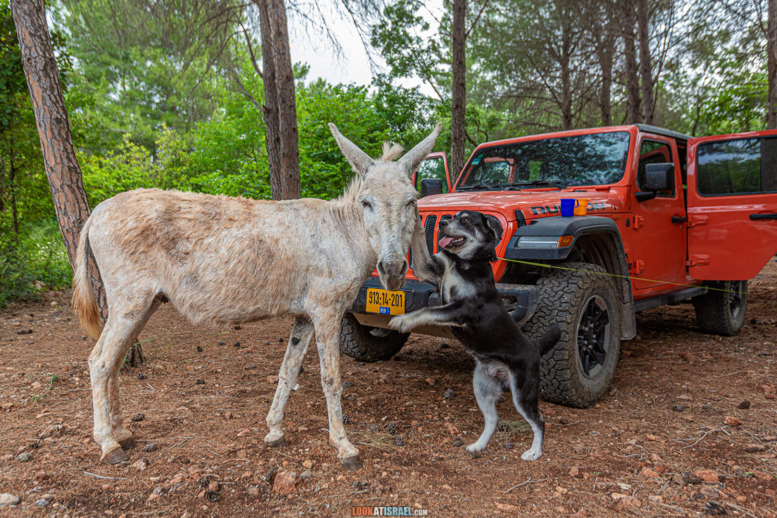 Путешествие по Галилее. Гора Гамаль (верблюд), Гора Бетах, голубиная пещера, Таршиха и кемпинг в парке Горен