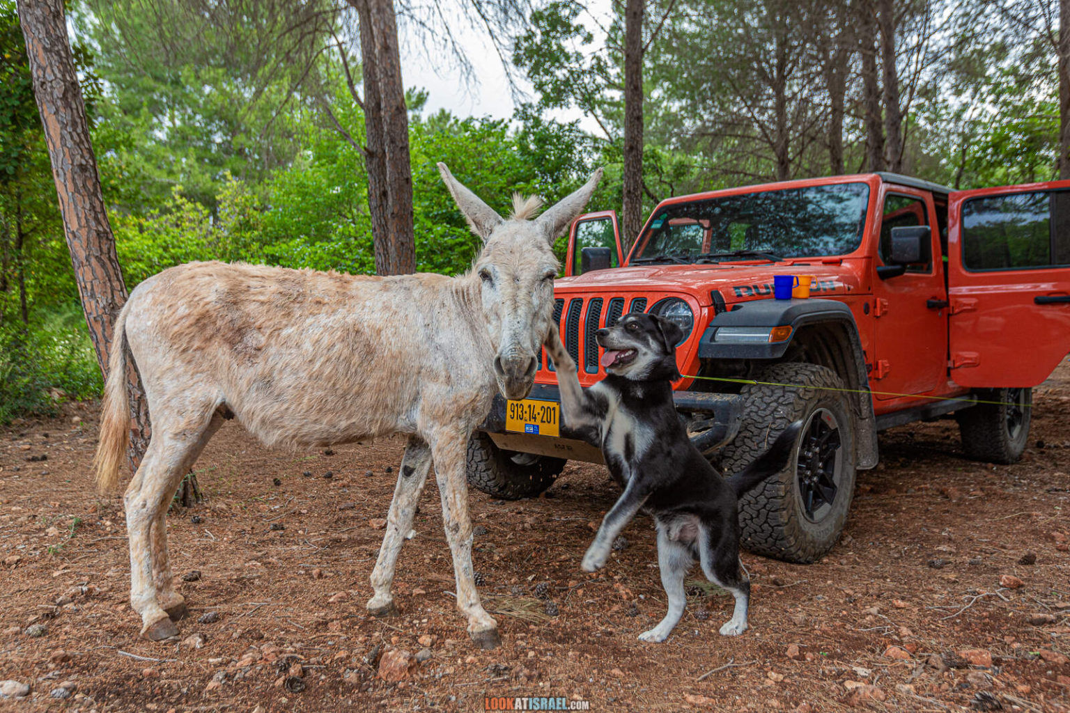 Путешествие по Галилее. Гора Гамаль (верблюд), Гора Бетах, голубиная пещера, Таршиха и кемпинг в парке Горен