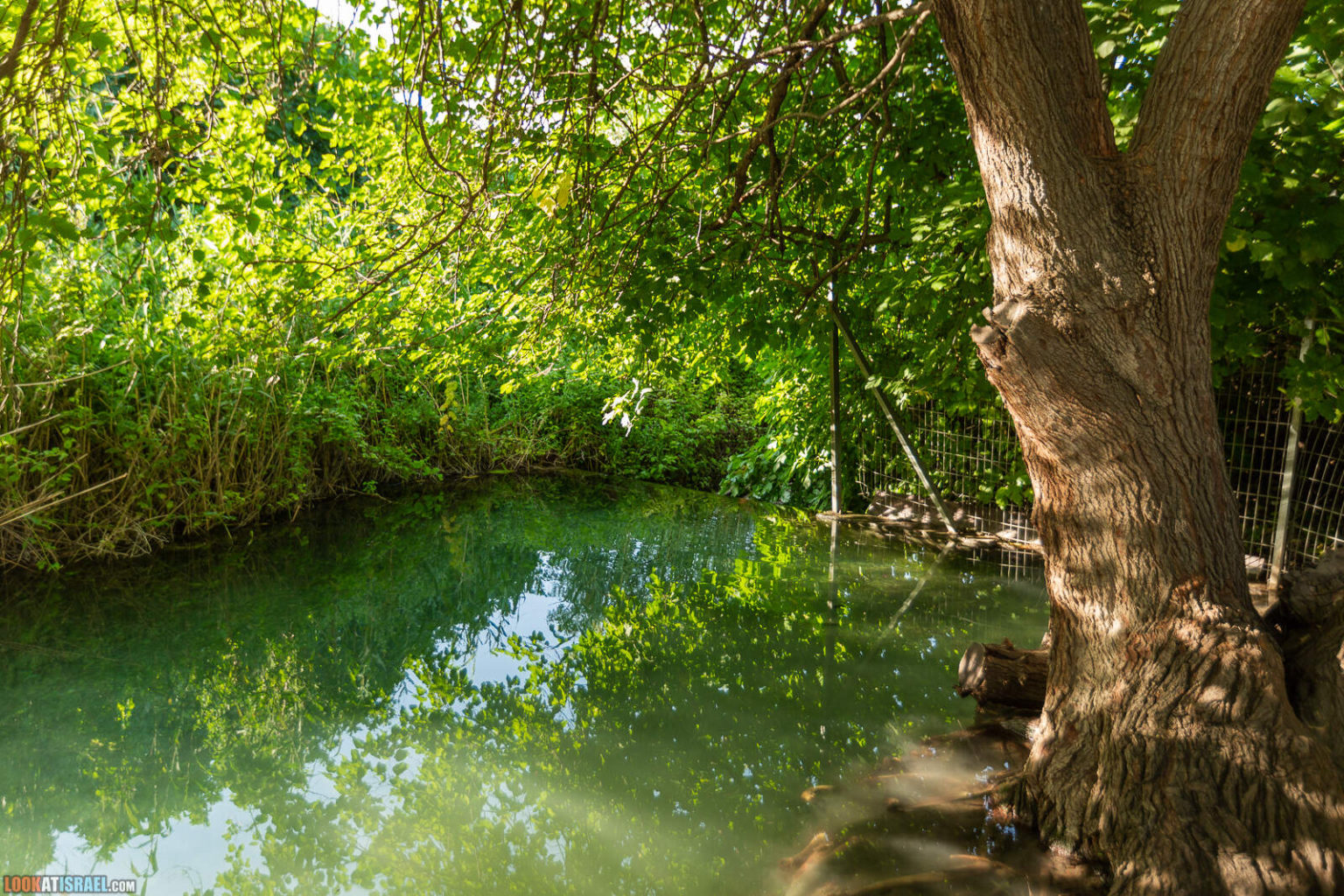 Путешествие по горам Нафтали. Крепость Бунин, Рош Пина, ручей Дишон, горный Иордан, лес Бария и источник Эйн Тау | LookAtIsrael.com - Фото путешествия по Израилю