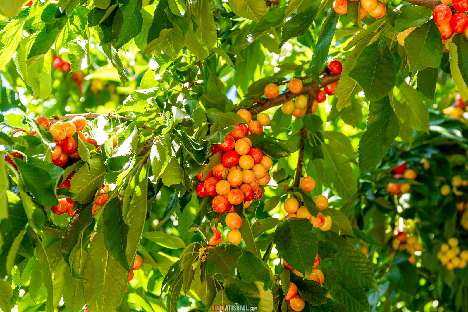 Тропа Голан - Тропа Черешни - от поселка Нимрод до мемориала Пальсар 7 - Буката, Масаде, гора Одем, гора Хермонит и гора Хермон и Голанские высоты