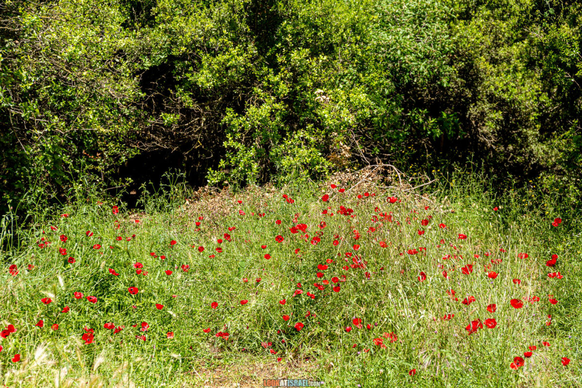 Тропа Голан - Тропа Черешни - от поселка Нимрод до мемориала Пальсар 7 - Буката, Масаде, гора Одем, гора Хермонит и гора Хермон и Голанские высоты