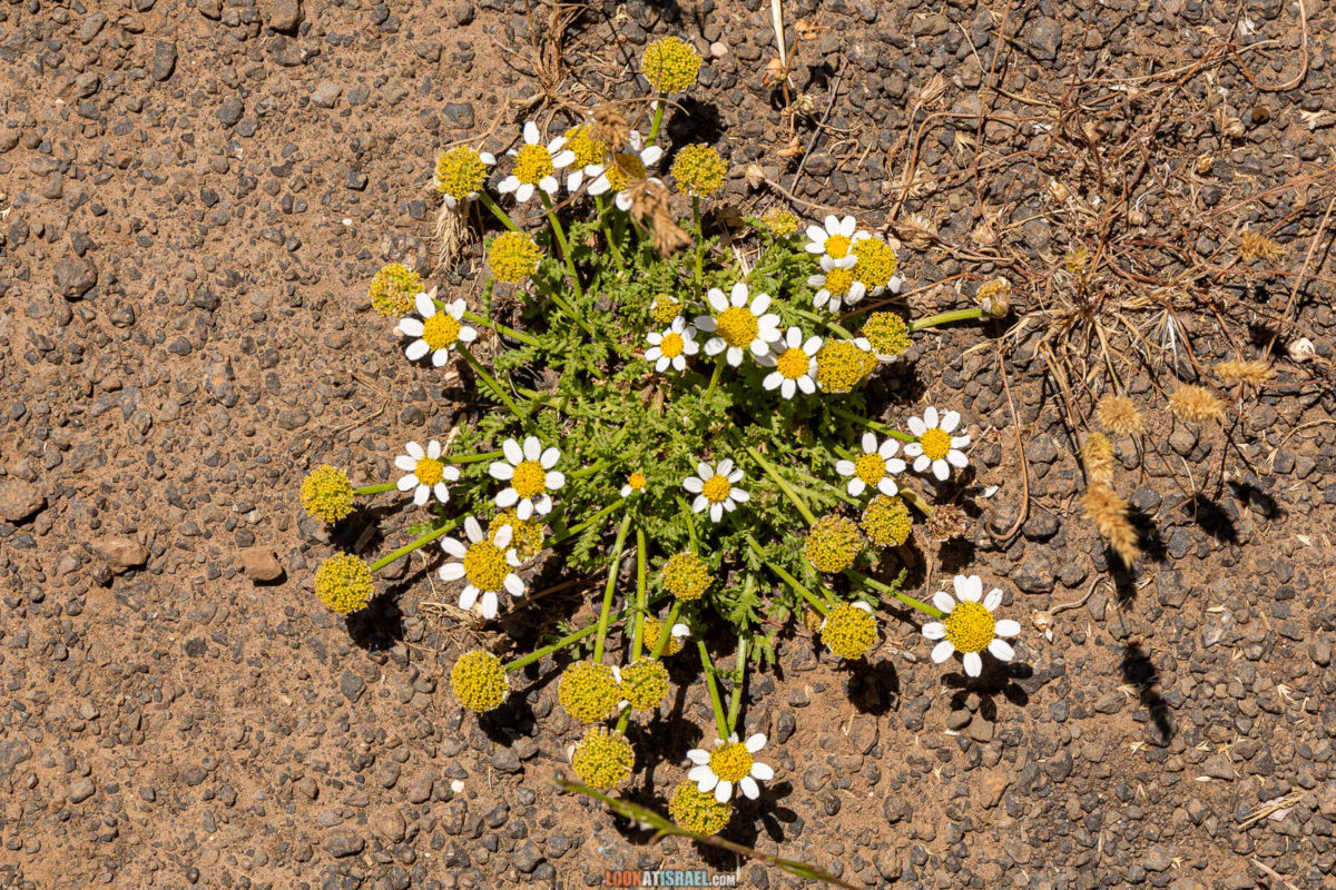 Тропа Голан - Тропа Черешни - от поселка Нимрод до мемориала Пальсар 7 - Буката, Масаде, гора Одем, гора Хермонит и гора Хермон и Голанские высоты