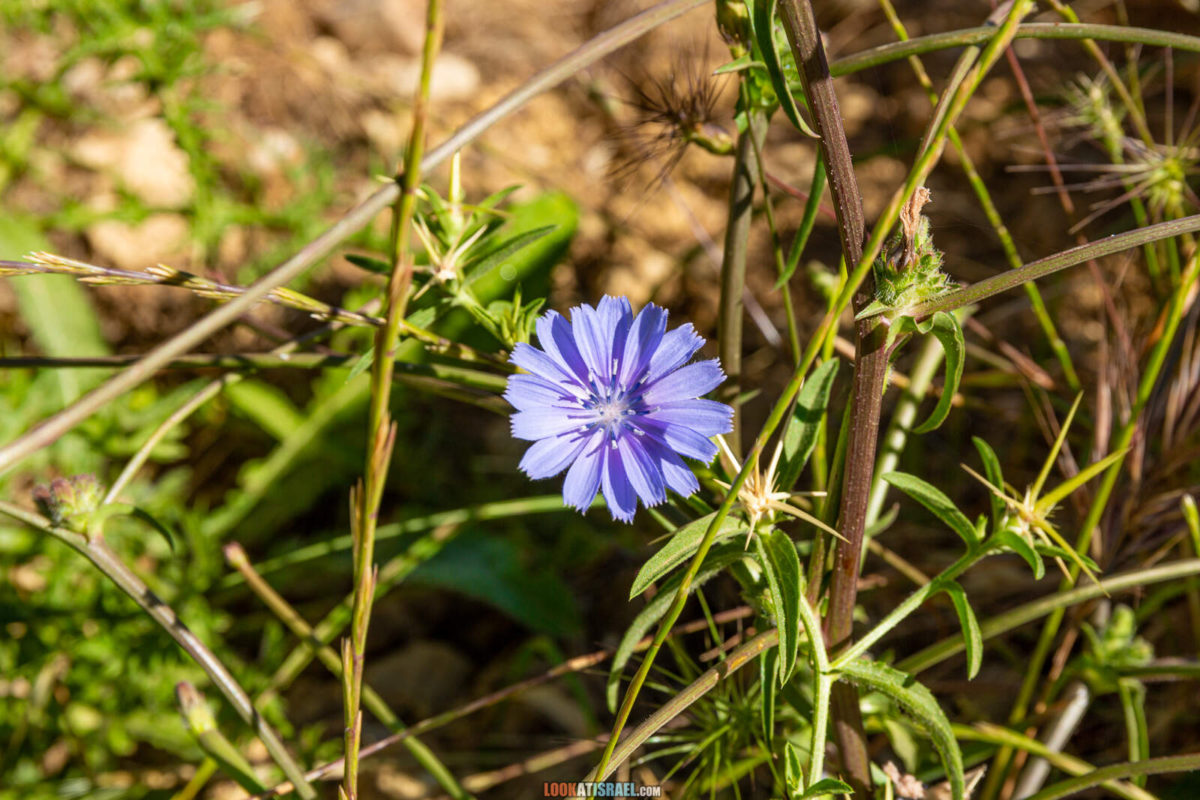 Тропа Голан - Тропа Черешни - от поселка Нимрод до мемориала Пальсар 7 - Буката, Масаде, гора Одем, гора Хермонит и гора Хермон и Голанские высоты