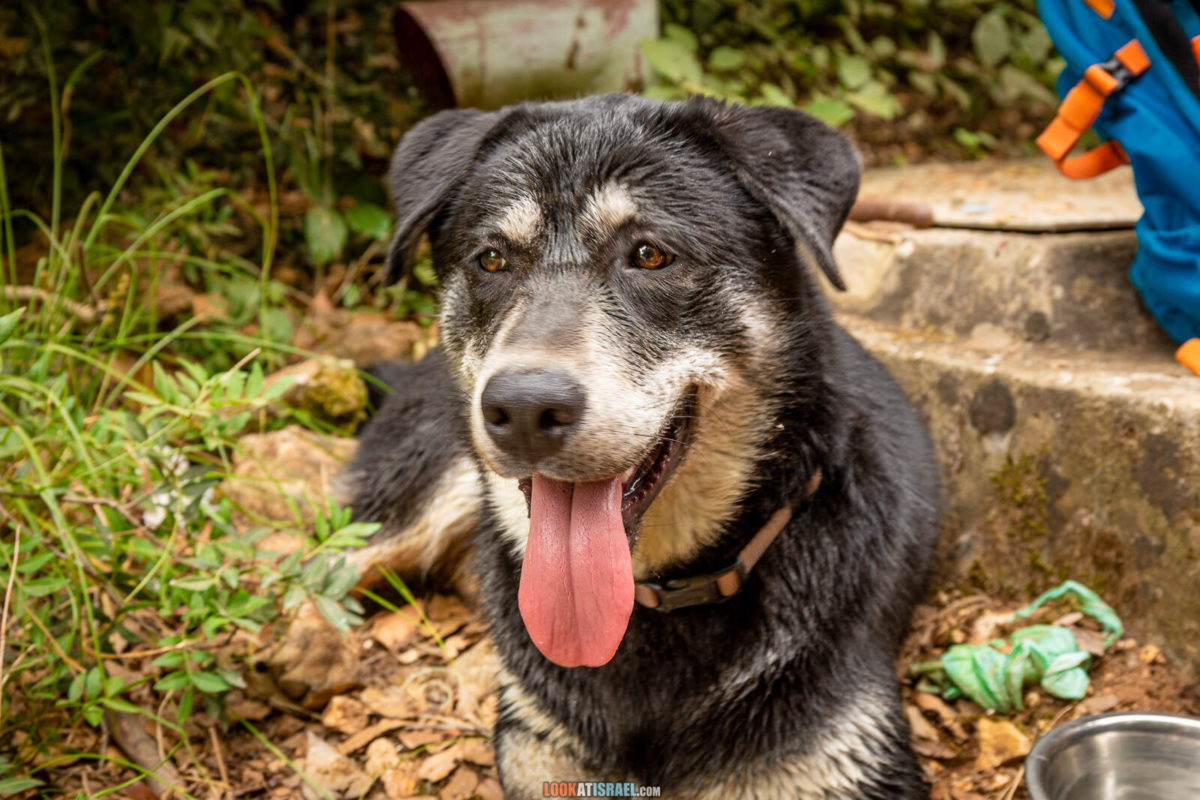 Поход по ручью Кзив. от источника Эйн Харделит до источника Эйн Тамир