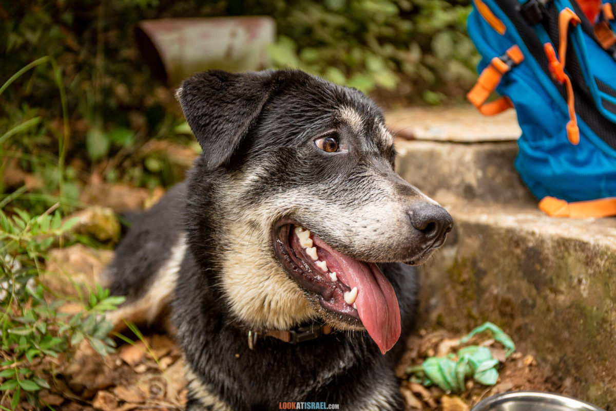 Поход по ручью Кзив. от источника Эйн Харделит до источника Эйн Тамир