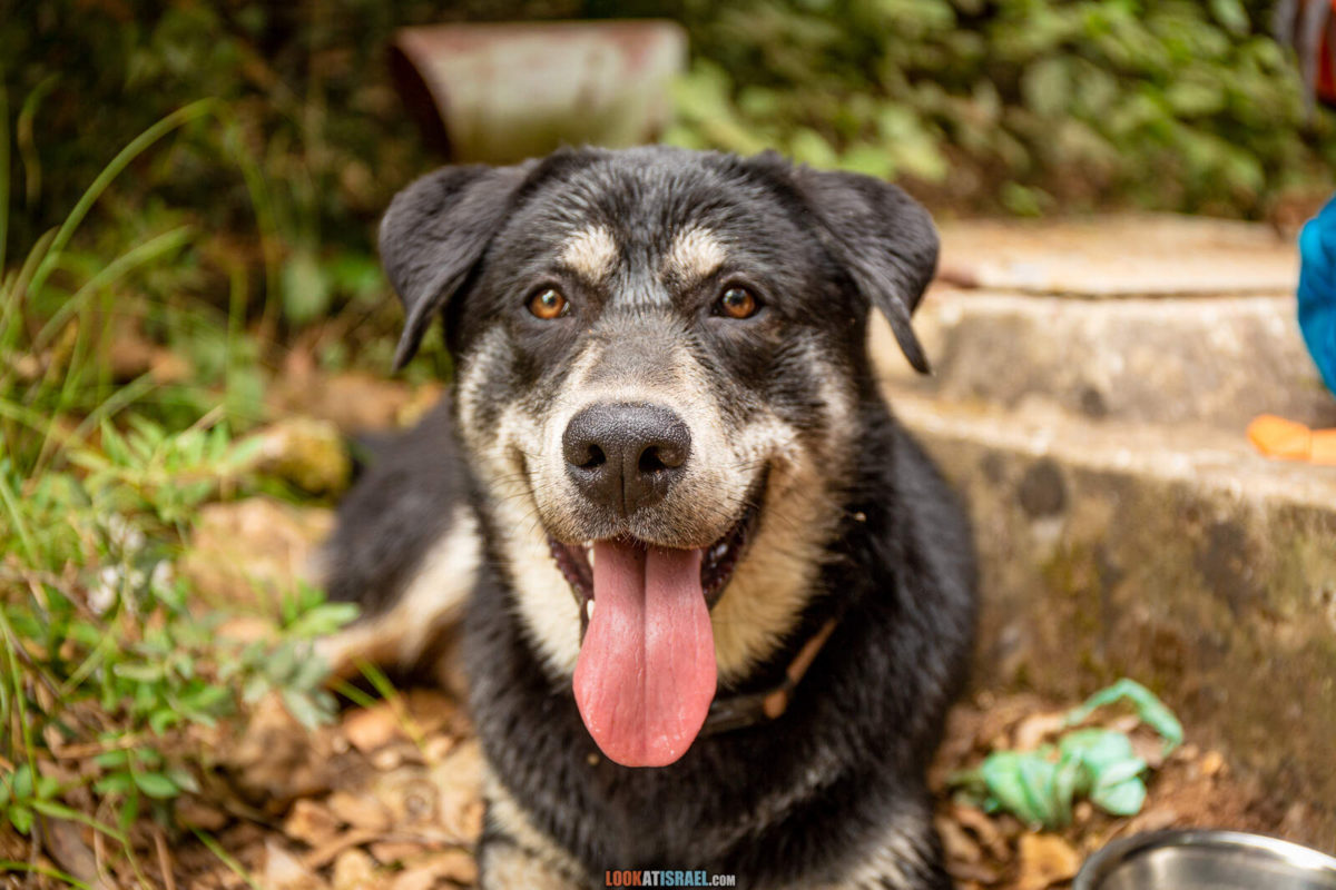 Поход по ручью Кзив. от источника Эйн Харделит до источника Эйн Тамир